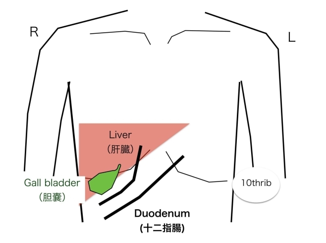 「totellの整体について　②」