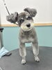 うきちゃん可愛いでしょ？「お客様のご紹介🐶[大分市高崎/貸切トリミング]」
