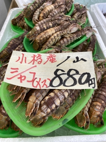 シャコが大量入荷 横田鮮魚店のニュース まいぷれ 小樽市 シャコが大量入荷 横田鮮魚店のニュース まいぷれ 小樽市