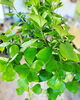 「観葉植物入荷しました」