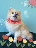 「可愛い子ちゃん♡ Dog salon mofu mofu 余市町」