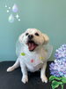 「Dog salon mofu mofu　余市町」