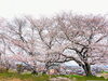 「【西条市 丹原町久妙寺】久妙寺の桜が満開です！」