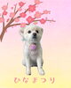「Dog salon mofu mofu　余市町」