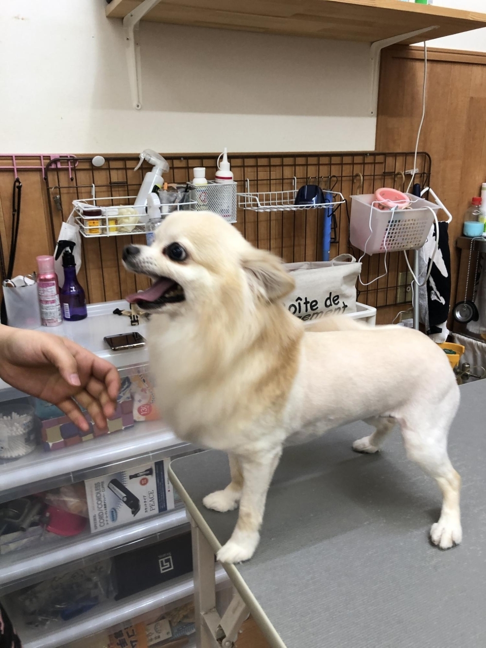 可愛いチワワのライオンサマーカット 可愛いチワワのライオンサマーカット