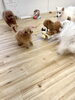 みんなでわちゃわちゃ😃「ましゅまろ幼稚園🐾パート２」