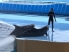 国内最高レベルのイルカショー/生き物のプロアクアデザインブルース