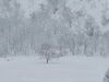 《雪没林》←私が勝手に命名！笑「中津川…といえば…何でしょう？？」