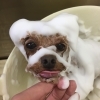 美味しそうな泡ですが、食べれませんよ〜笑「今日のパックちゃん　（≧∇≦）」