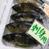 「魚魚市場鮮魚コーナーおすすめは「レンコ鯛・イカ・イサキ」です♪」