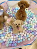楽しいっ😆🎶　はぴちゃんとくまくん「ましゅまろ幼稚園🐾」