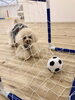 新しくサッカーゴール設置しました〜「ましゅまろ幼稚園　Ⅱ」