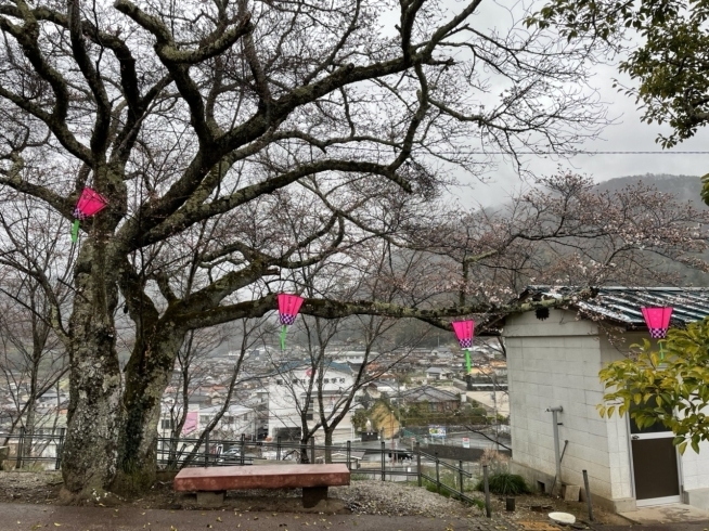 標準木は、城山公園上まであがって、倉庫の隣りです「新見市開花宣言！！」