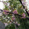八重桜「その後の桜の様子！　★英会話と体操のコラボ教室（堀切、お花茶屋、綾瀬、亀有、小菅）」