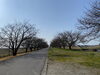 「福島潟　桜の開花状況(2020年3月26日現在)」