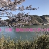まいぷれ編集部が行ってきた！　桜がキレイな桜スポット特集