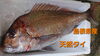 「【本日のお刺身】ソウダガツオ&天然タイ●●●お惣菜はお休みです！」