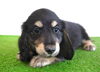 「ミニチュアダックス子犬情報」