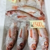 「魚魚市場鮮魚コーナーおすすめは「岩カキ・レンコ鯛・ノドグロ」です♪」