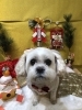 「🐶今日のトリミングのお友達🎍」