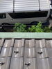 After「【千葉市こてはし台・T様邸】瓦屋根の地震対策、最適な選択をご提案します｜虹奏リノベーション」