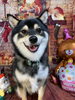 笑顔が素敵なまめちゃん「誕生日おめでとう(o^^o)」