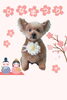 「Dog salon mofu mofu　余市町」