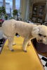 おパンツカットふわふわでカワイイ💓「おパンツカット🐩🐩」