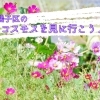 【2022年】磯子区のコスモスを見に行こう♪