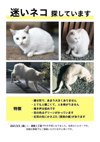 「迷い猫を探しています【令和3年3月5日　新居浜市政枝1丁目付近】」