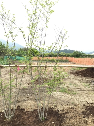 落葉樹のアオハダ✨「シンボルツリーを実際に見てお庭に植えませんか?《福島市でエクステリアのことならグリーンライフ》」