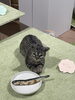 食べていいよー(*´ω｀*)と言いたくなる「「かわいい」しか出てこないそれでもいい✨【まちワク新見！2026年6月12日】」