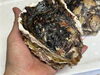 茨城県産　岩牡蠣「草加で蟹を食べるなら乃美家！海鮮、和牛、馬刺しも有りますよっ！」