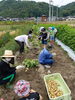 「じゃがいも掘りに行って来ました(^o^)」