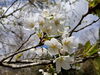「桜が咲き始めました！」