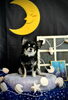 いずるくん「お月さまとわんこ🌛」