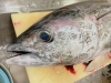 「メジマグロ入荷しました♪マグロ丼おすすめです(^^)岩ガキはごめんなさい、入荷未定です(＞人＜;)【村上市で美味しい海鮮丼を食べられるお店】」