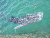 保護されたジンベエザメ「あわしまマリンパークが閉園/静岡/熱帯魚/水槽レンタル/島田市/ペットショップ/内装プロデュース」