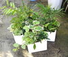 ミニ観葉寄せ植え「観葉植物が入荷しています」