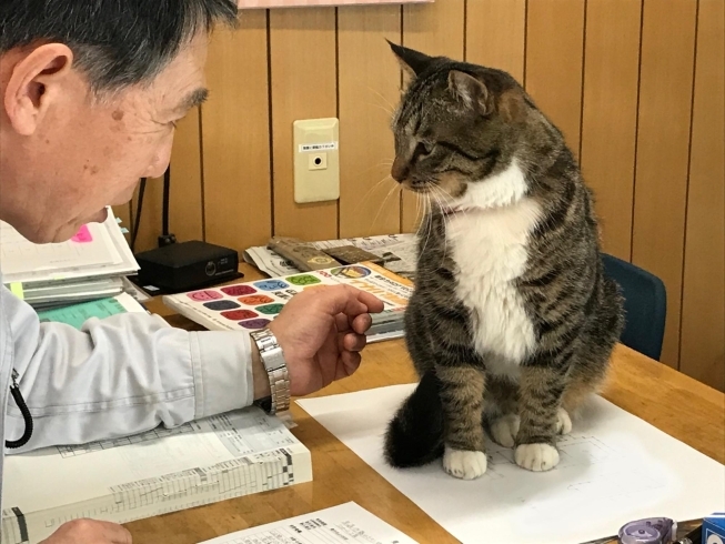 「仕事中の書類に乗るクルミ」