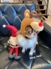 わんこ達とクリスマス🤶✨「皆さん今年も一年お世話になりました☺️❤️」