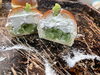 ずんだクリームあんぱん「ずんだクリームあんぱん」