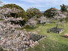 田丸城跡　天守跡付近「田丸城跡　桜開花状況🌸」