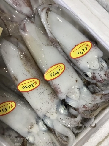 「魚魚市場鮮魚コーナーおすすめは「イサキ・水イカ」です♪」