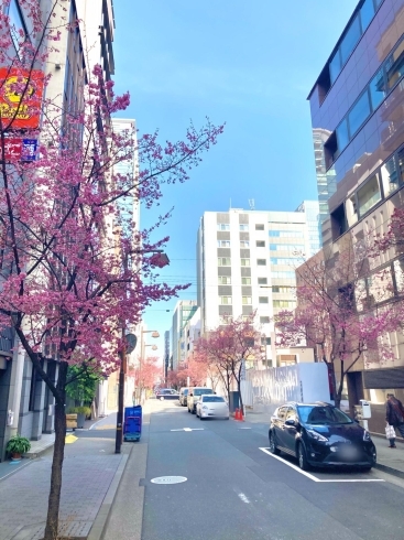 「オカメ桜と東京マラソン交通規制」