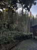 「竹林に囲まれた「森の教室」のまわりの景色をご紹介」