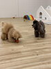 ハッピーちゃん・リリーちゃんボール遊び中「ましゅまろ幼稚園🐾」