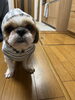 実家のてんちゃんもお元気そうで何より「２０２４年も宜しくお願いします♡【まいぷれ・西京区・南区・編集部】」