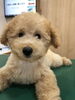トイプードル　仔犬　148,000円＋税〜「ミニチュアダックス　仔犬デビュー」