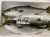 「鮮魚パックいろいろ販売中‼️〆鯖も販売致します🐳」